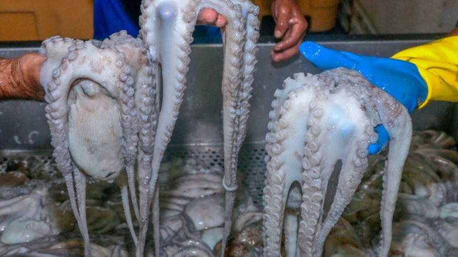 Produce aprueba cuota de 730 toneladas de pulpo para Piura y Lambayeque en 2025